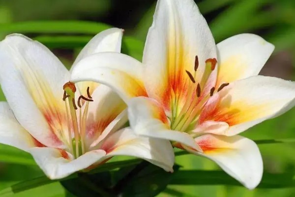 百合花的花语，寓意百年好合、幸福美满、纯洁忠贞等