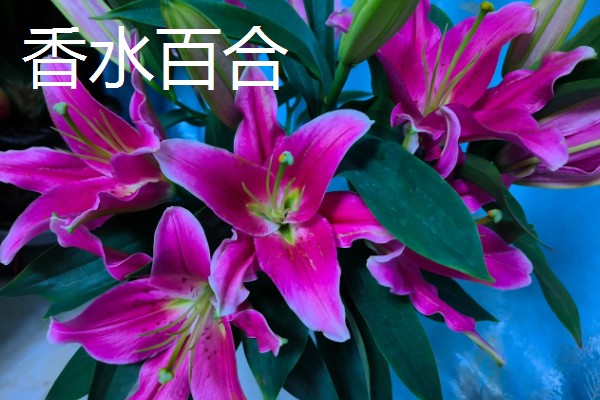 百合花的花语，寓意百年好合、幸福美满、纯洁忠贞等