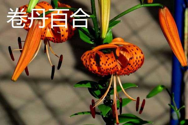 百合花的花语，寓意百年好合、幸福美满、纯洁忠贞等