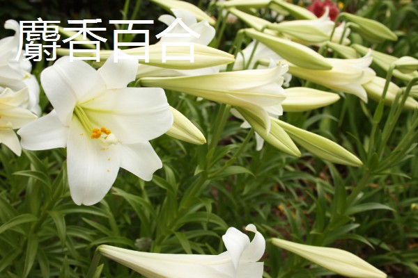 百合花的花语，寓意百年好合、幸福美满、纯洁忠贞等