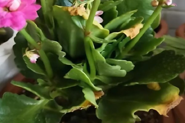 新长的长寿花如何修剪，摘心处理在春季萌发期间进行