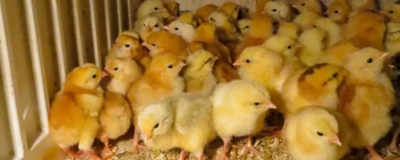 刚出壳的小鸡多久可以喂水，通常在24小时左右进行