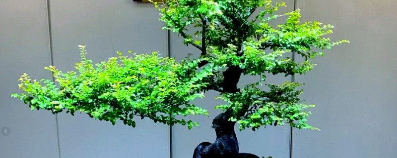 小叶紫檀叶子枯萎的原因，可能是缺乏水分所致