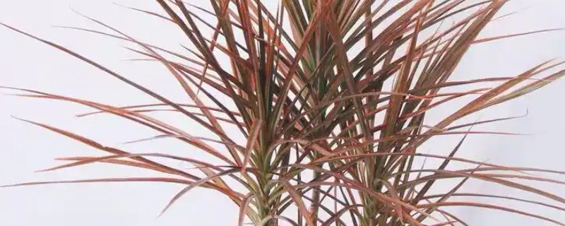 怎么养殖七彩铁树，定期追肥能让叶色更鲜艳