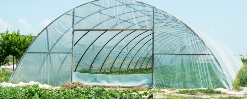 老龄大棚冬季怎样选择冲施肥，应注重选择微生物冲施肥