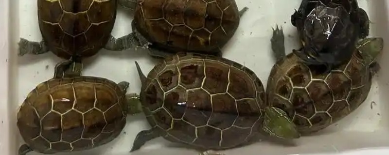 乌龟肺炎的病因及症状，一般会出现鼻孔流涕