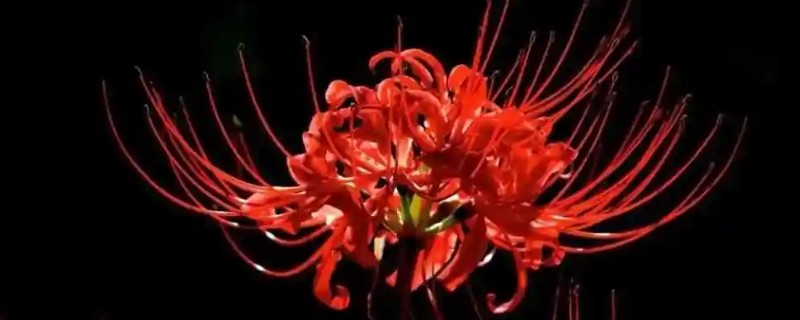花语最悲伤的花有哪些，常见的有彼岸花、昙花等