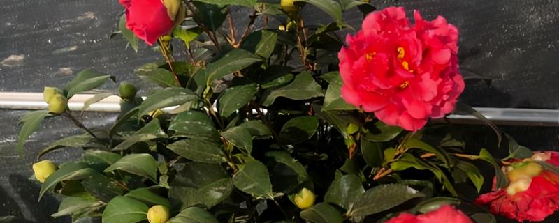 种植茶花的讲究，首先选择酸性土质