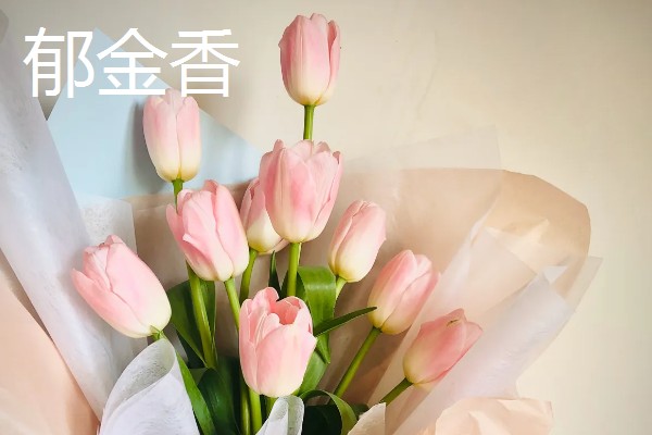 第一次见面送女生什么花合适，推荐粉玫瑰、郁金香等