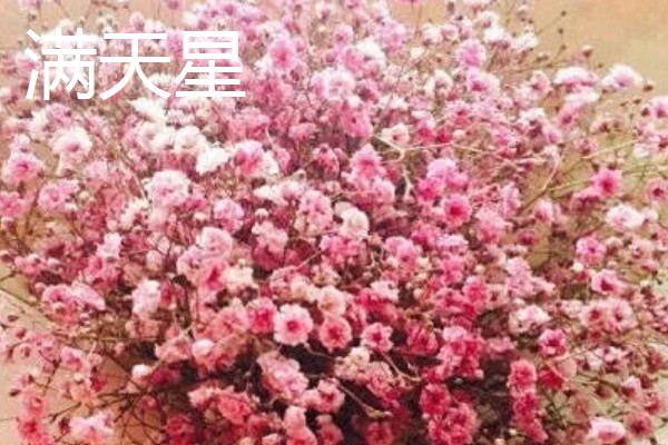 第一次见面送女生什么花合适，推荐粉玫瑰、郁金香等