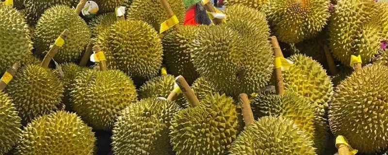 新鲜榴莲和榴莲干的区别是什么，制作工艺等方面不同