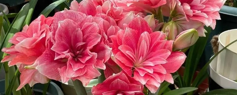 怎么盆栽朱顶红，温度以18-22℃为宜