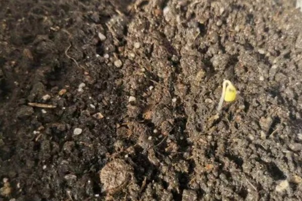 苍术在几月份种植，可以在3-4月份种植