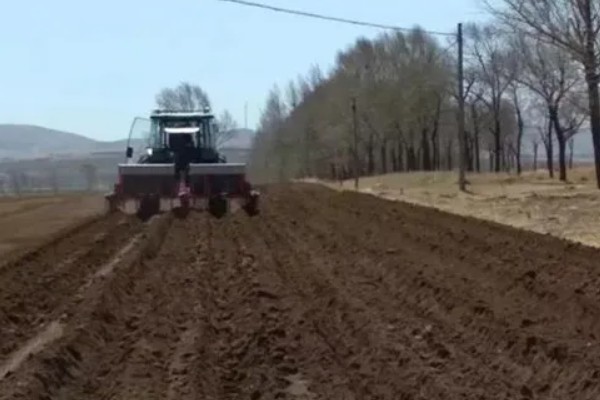 苍术在几月份种植，可以在3-4月份种植