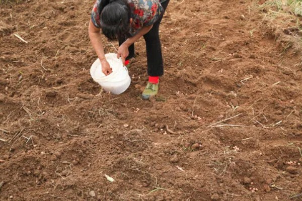 苍术在几月份种植，可以在3-4月份种植