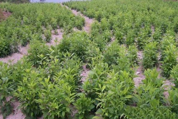 苍术在几月份种植，可以在3-4月份种植