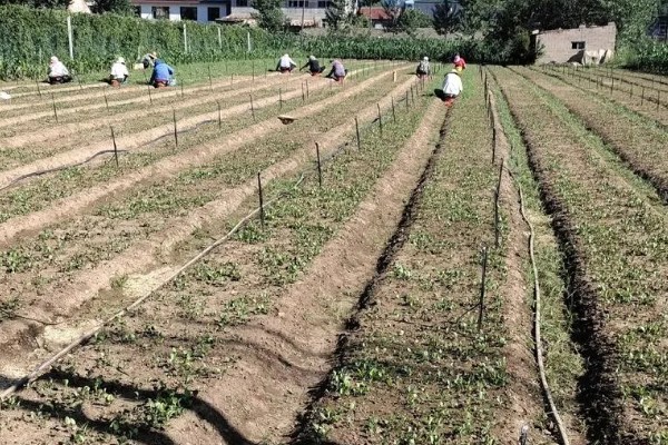 苍术在几月份种植，可以在3-4月份种植