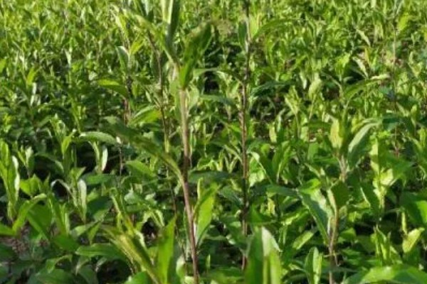 苍术在几月份种植，可以在3-4月份种植