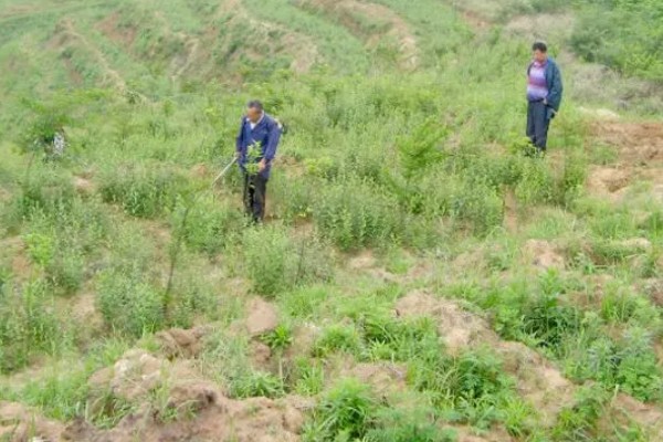 苍术在几月份种植，可以在3-4月份种植