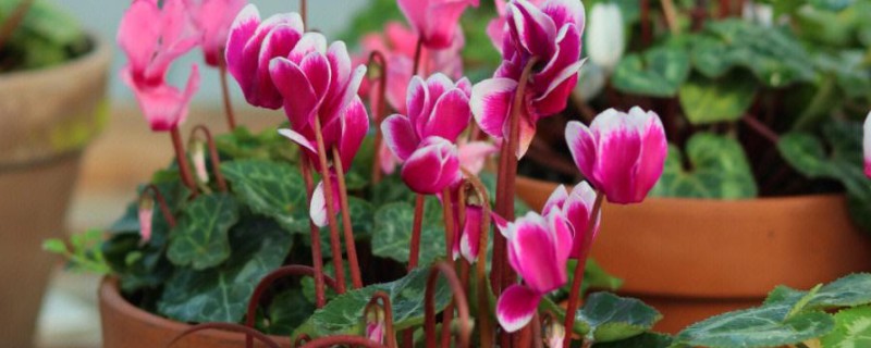 仙客来是否适合家养，仙客来适合家养