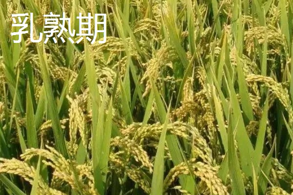 稻谷的生长阶段，分为乳熟期、蜡熟期等