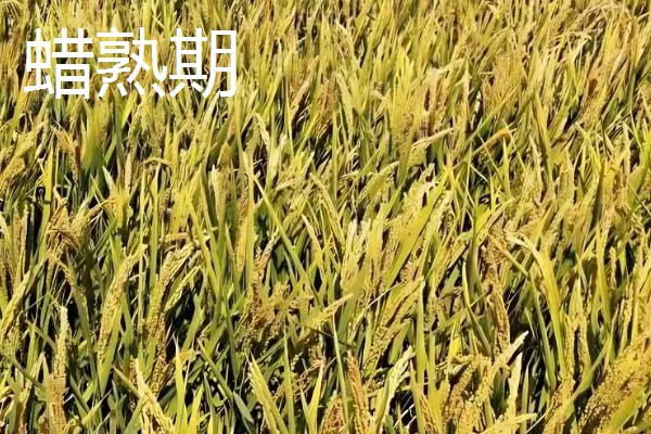 稻谷的生长阶段，分为乳熟期、蜡熟期等