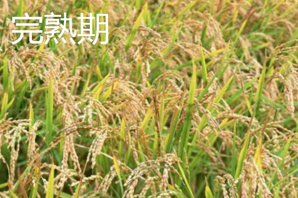 稻谷的生长阶段，分为乳熟期、蜡熟期等