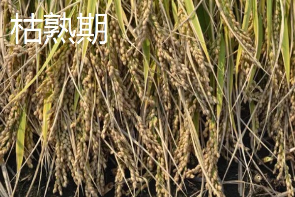 稻谷的生长阶段，分为乳熟期、蜡熟期等