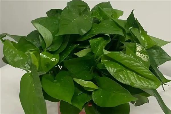 怎么养绿萝才茂盛，每隔半个月施肥一次