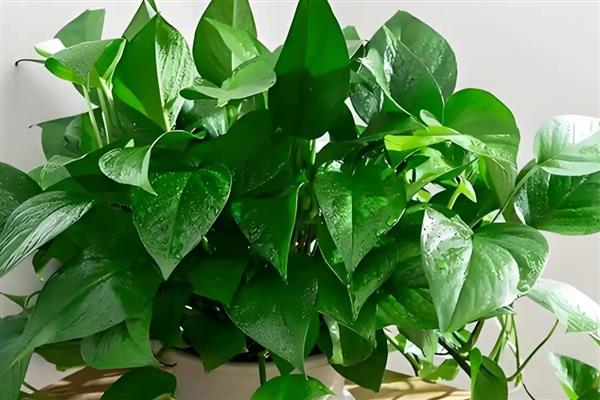 怎么养绿萝才茂盛，每隔半个月施肥一次