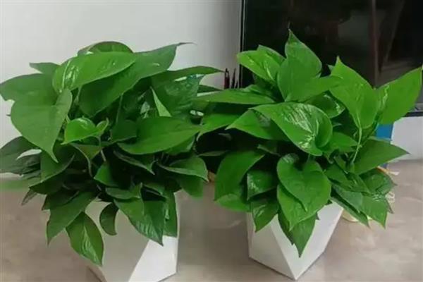 怎么养绿萝才茂盛，每隔半个月施肥一次