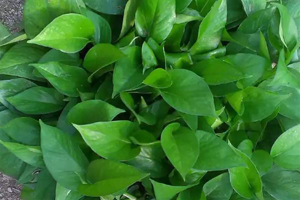 怎么养绿萝才茂盛，每隔半个月施肥一次
