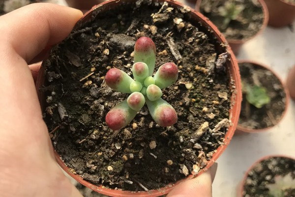 多肉头剪下来如何种植，剪下后对伤口喷洒多菌灵溶液