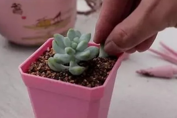 多肉头剪下来如何种植，剪下后对伤口喷洒多菌灵溶液