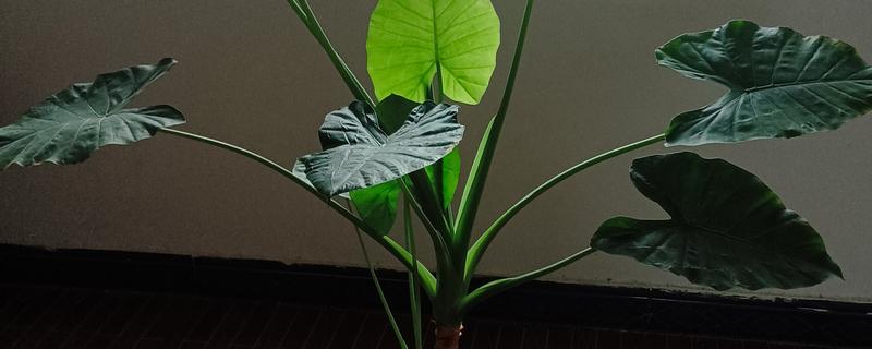 滴水观音中毒多长时间发作，一天内发作