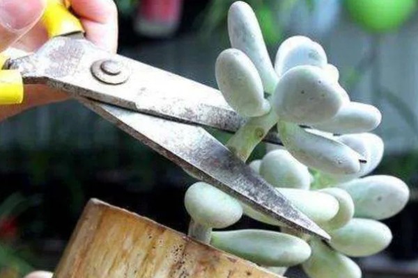 多肉头剪下来如何种植，剪下后对伤口喷洒多菌灵溶液