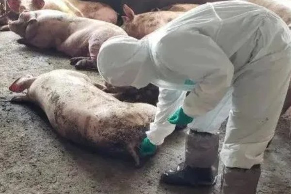 猪的小飞如何治疗，只能控制无法彻底治愈