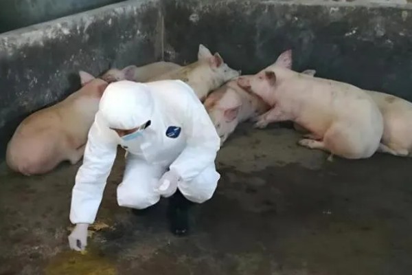 猪的小飞如何治疗，只能控制无法彻底治愈