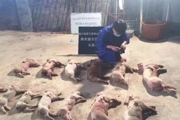 猪的小飞如何治疗，只能控制无法彻底治愈