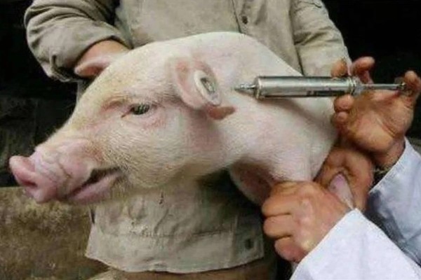 猪的小飞如何治疗，只能控制无法彻底治愈