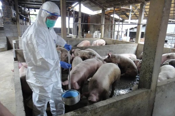 猪的小飞如何治疗，只能控制无法彻底治愈