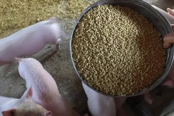 猪的小飞如何治疗，只能控制无法彻底治愈