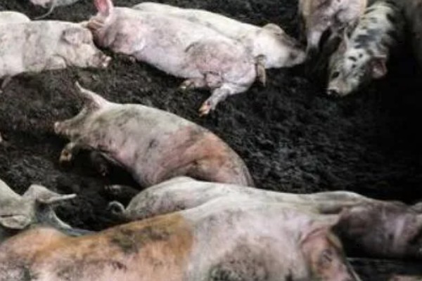 猪的小飞如何治疗，只能控制无法彻底治愈