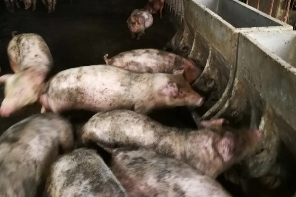 猪的小飞如何治疗，只能控制无法彻底治愈