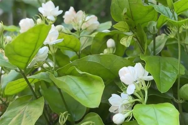 室内花卉有哪些，常见的有吊兰、凤梨等