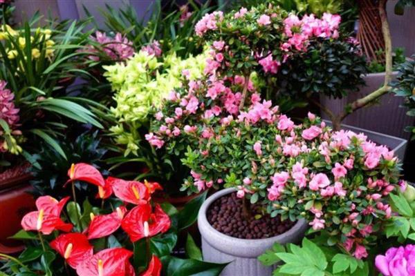 室内花卉有哪些，常见的有吊兰、凤梨等