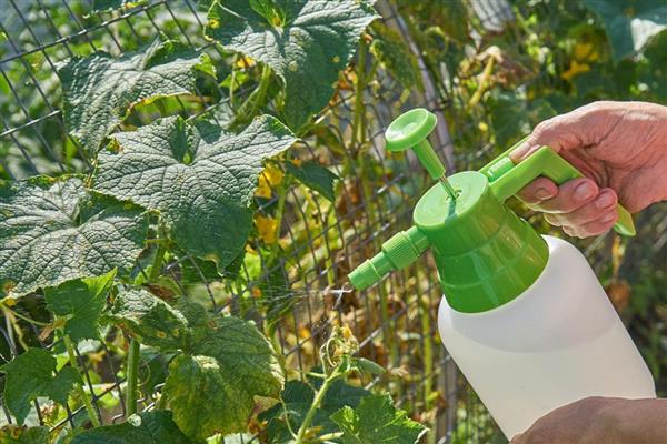 嘧霉胺可以防治哪些病害,可有效防治黄瓜、番茄灰霉病等