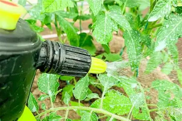 嘧霉胺可以防治哪些病害,可有效防治黄瓜、番茄灰霉病等