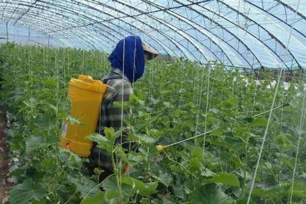 嘧霉胺可以防治哪些病害,可有效防治黄瓜、番茄灰霉病等