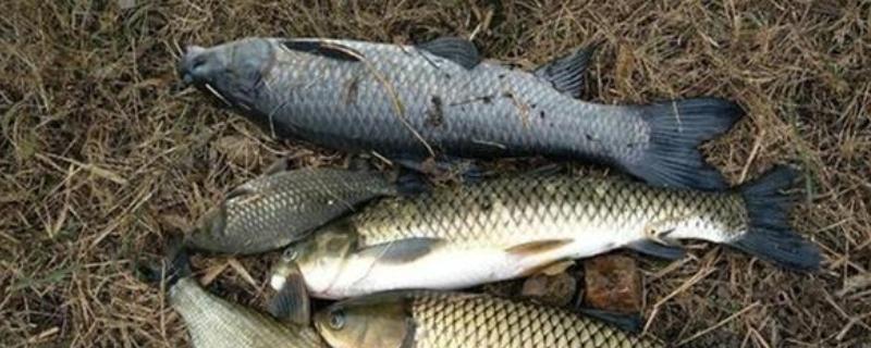 野钓青鱼什么天气最好，需要在15-30℃之间